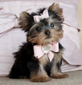 Adorable Teacup Yorkies Puppies (***) ***-***8