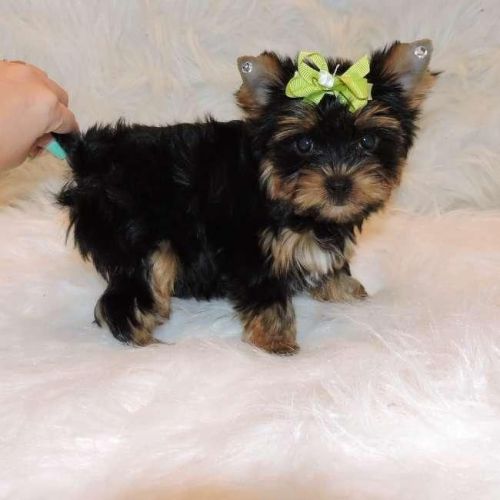 Socialized Teacup Yorkie Puppies (***) ***-***3