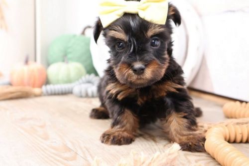 Cute AKC Yorkshire Terrier Puppies