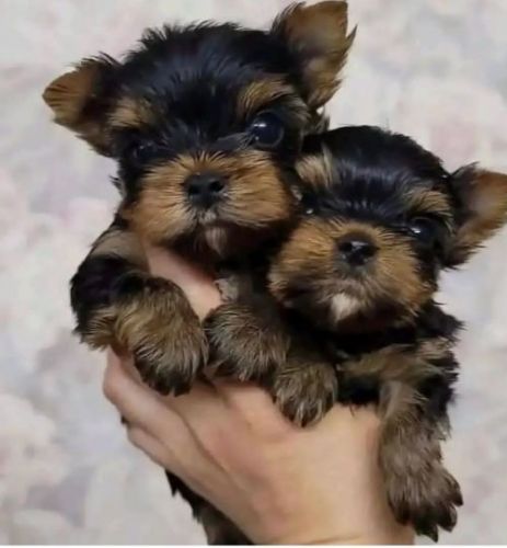 Loved Teacup Yorkie Puppies