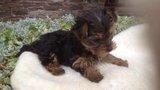 Yorkie Puppies