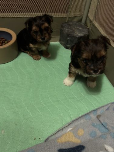 Yorkshire terrier puppies 1m1 female