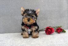 Lovely Litter Of Yorkie *** Puppies
