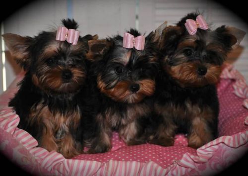 Yorkshire Terrier Puppies for sale in Los Angeles, CA, USA. price: NA