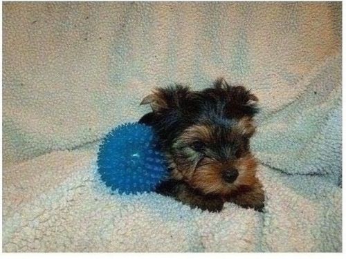 AKC Yorkie Puppies