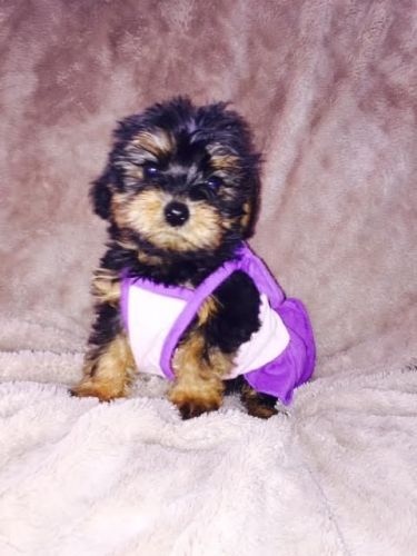 yorkiepoo puppy