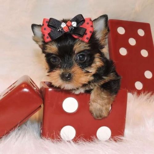 Beautiful Yorkie Puppies(***) ***-***6