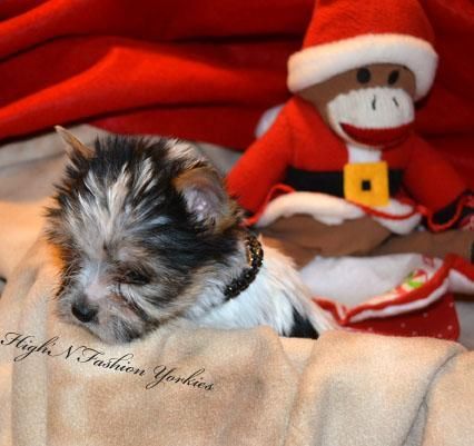 Extreme White Parti Male Yorkie