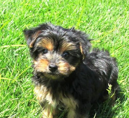 Beautiful little Yorkshire Terrier puppies.