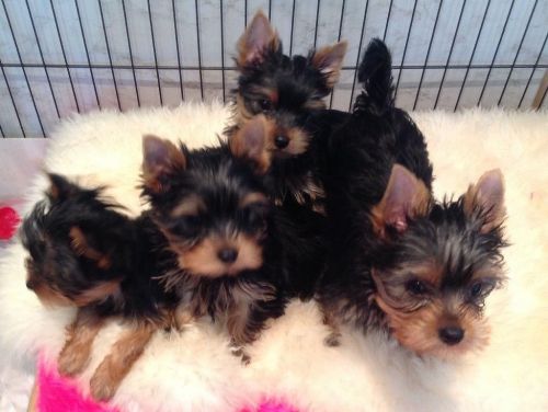 Yorkshire Terrier Puppies for sale in Los Angeles, CA, USA. price: NA