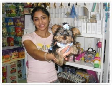 Yorkie Puppies Males & Females Available...