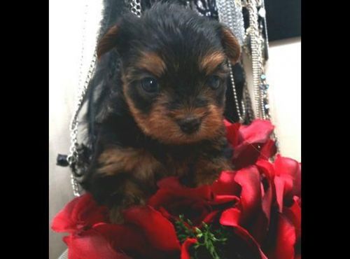 Male And Female Yorkie Puppies