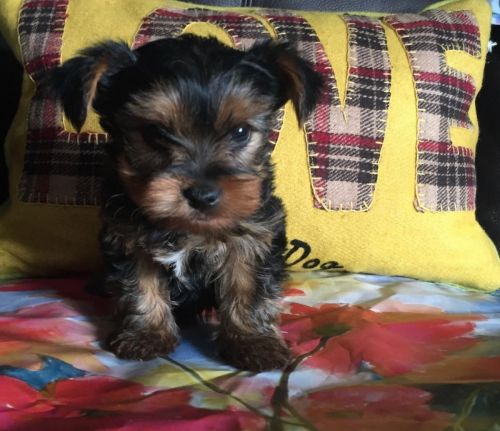 Yorkshire Terrier Puppies for sale in Los Angeles, CA, USA. price: $500