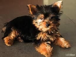 terrific yorkshirer terrier puppy