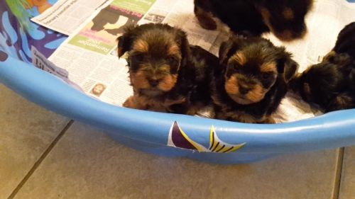 For sale yorkies