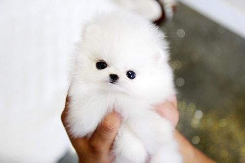 Tea cup Pomeranian puppies for adoption