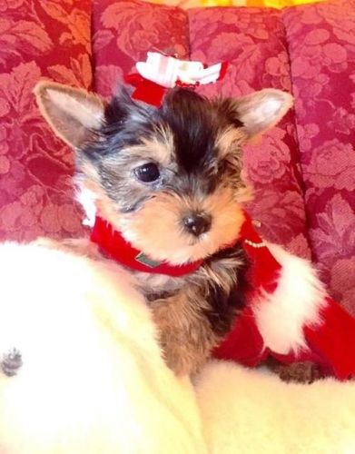 2 nice yorkie puppies available
