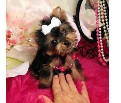 Yorkshire Terrier Puppies for Adoption
