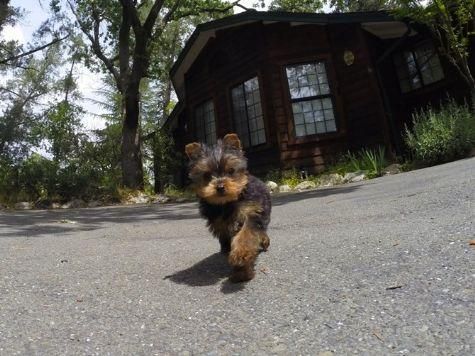 Yorkshire puppy for rehome ohh