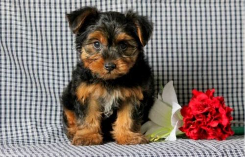 Yorkshire Terrier Puppies for sale in New York, NY, USA. price: NA