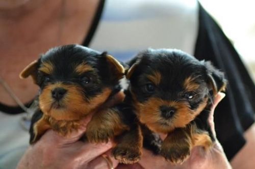 adorable little Yorkie Puppies