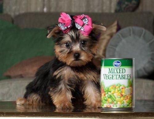Teacup Yorkie Puppies For Adoption