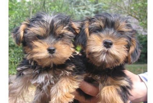 Yorkshire Terrier Pups
