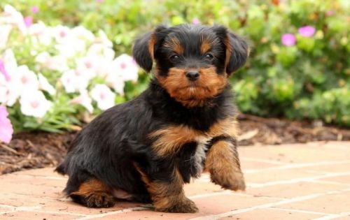 Teacup yorkie Puppies