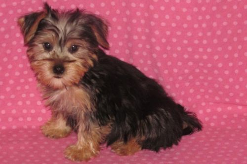 YorkiePoo Puppies
