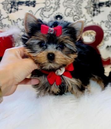 Tiny Adorable Baby Yorkie Puppies
