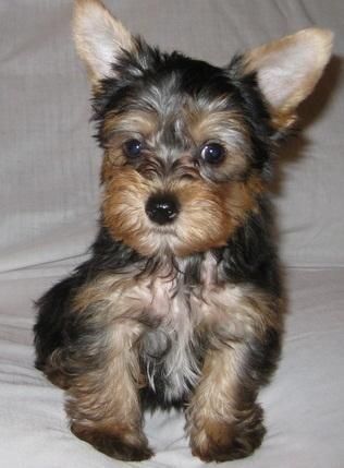 Cute Yorkshire Terrier puppies