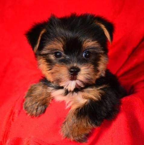 akc female teacup yorkie