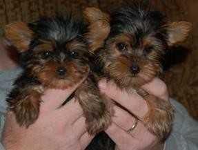 Male And Female Yorkie Puppies For New Homes