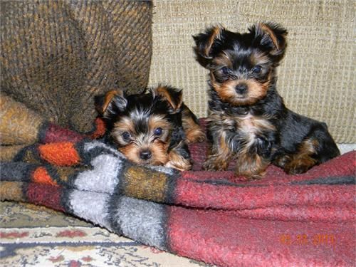 AKC Yorkie Puppies