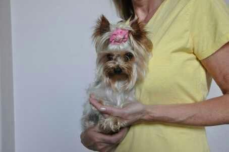 Sweet teacup puppies ready for free adoption