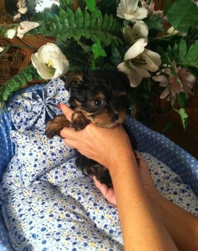 Cute tea cup yorkshire puppies.