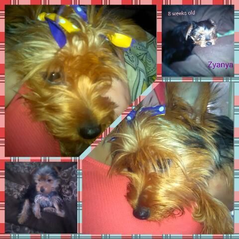 Yorkshire Terrier Puppies for sale in Flint, MI, USA. price: $500