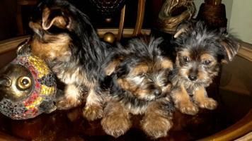 These 3 beautiful pure breed Yorkshire