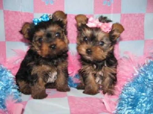 Cute Yorkie Puppy for Adoption