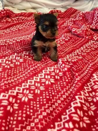 Teacup Yorkie Puppies***
