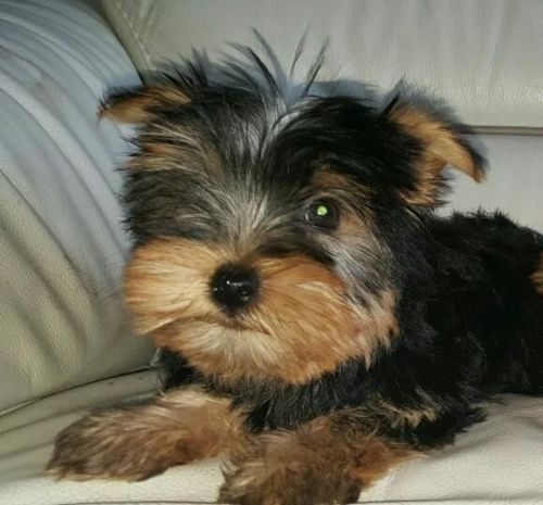 Miniture Yorkshire Terrier Puppys