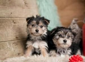 Fantastic Morkie Puppies For Sale