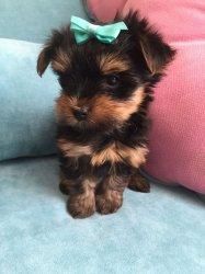 Yorkie Pups Sms @ (***) ***-***5