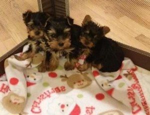 Yorkie Pups Sms @ (***) ***-***5