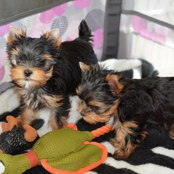 Outstanding Teacup yorkie puppies