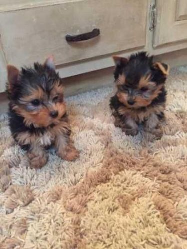Teacup Yorkshire Puppies Ready To Go
