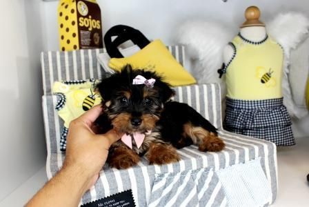 Yorkshire Terrier Pups Forsale***