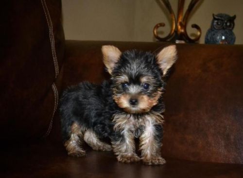 Yorkshire Terrier Puppies Text Me(***) ***-***8