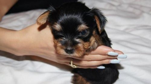 Tiny Yorkshire Terrier Pup***