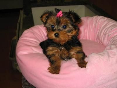 male and female Yorkshire terrier puppies